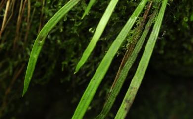 Haplopteris taeniophylla (Copel.) E.H.Crane 廣葉書帶蕨