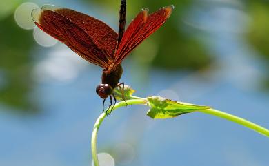 Neurothemis taiwanensis Seehausen & Dow, 2016 善變蜻蜓