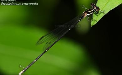 Prodasineura croconota Ris, 1916 朱背琵蟌