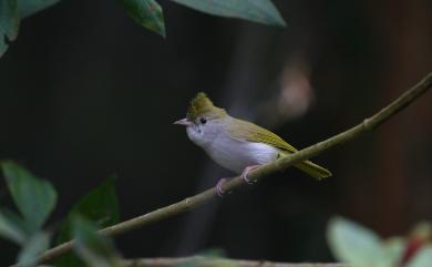 Erpornis zantholeuca griseiloris (Stresemann, 1923) 綠畫眉