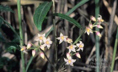 Ardisia crispa (Thunb.) A. DC. 百兩金