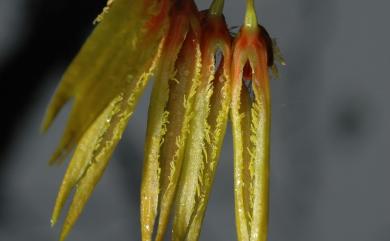 Bulbophyllum sui (T.P.Lin & W.M.Lin) T.C.Hsu 長軸捲瓣蘭