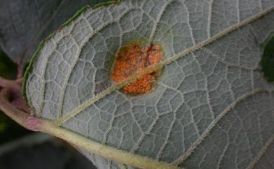 Aecidium araliae Sawada 楤木銹孢銹菌