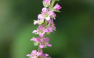 Rotala rotundifolia 水豬母乳