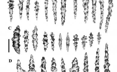 Sarcophyton tumulosum Benayahu & Ofwegen, 2009 小突肉質軟珊瑚