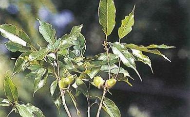 Quercus longinux var. longinux Hayata 錐果櫟