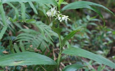 Corymborkis veratrifolia (Reinw.) Blume 管花蘭