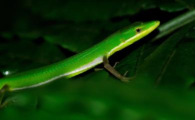 Takydromus sauteri Van Denburgh, 1909 梭德氏草蜥