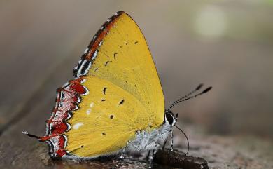 Heliophorus ila matsumurae (Fruhstorfer, 1908) 紫日灰蝶