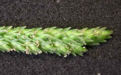 Eleusine indica (L.) Gaertn. 牛筋草