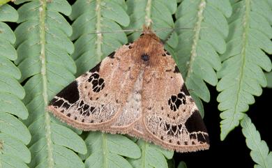 Idia satyrata (Strand, 1920)