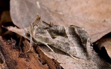 Ctenoplusia placida (Moore, 1884) 鉛紋梳夜蛾