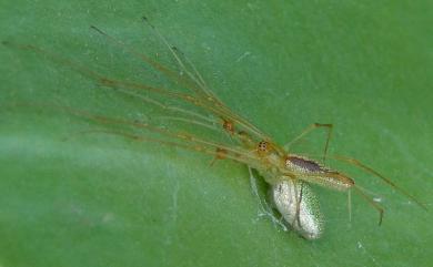 Tetragnatha squamata Karsch, 1879 綠鱗長腳蛛