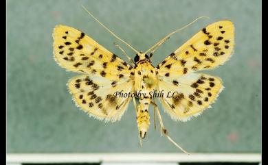 Conogethes pinicolalis Inoue & Yamanaka, 2006