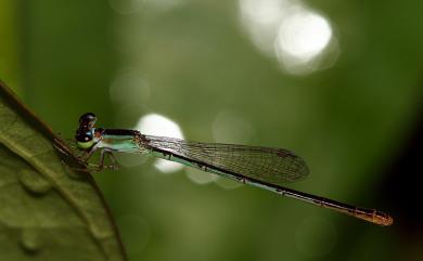 Agriocnemis femina oryzae 白粉細蟌