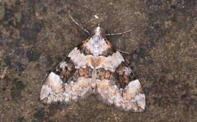 Heterothera incerta (Inoue, 1986)