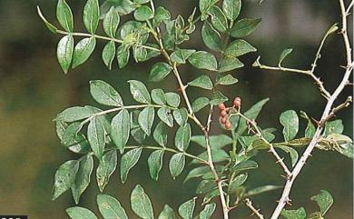 Zanthoxylum simulans 刺花椒