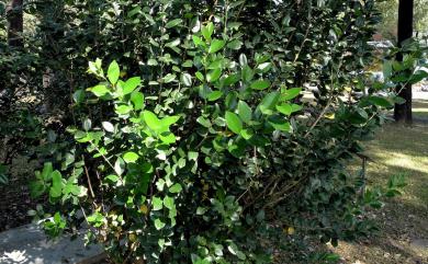 Ligustrum liukiuense Koidz. 日本女貞