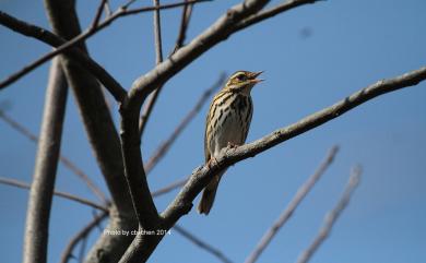 Anthus hodgsoni yunnanensis Uchida & Kuroda, 1916 樹鷚(東北亞種)