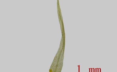 Dicranoloma cylindrothecium (Mit.) Sak., 1952 長蒴錦葉苔