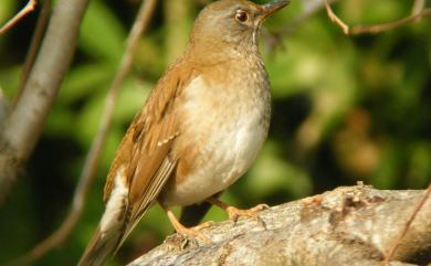 Turdus pallidus Gmelin, 1789 白腹鶇