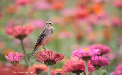 Motacilla tschutschensis taivana (Swinhoe, 1861) 東方黃鶺鴒(黃眉亞種)