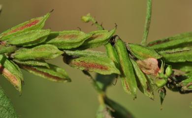 Indigofera glandulifera 腺葉木藍