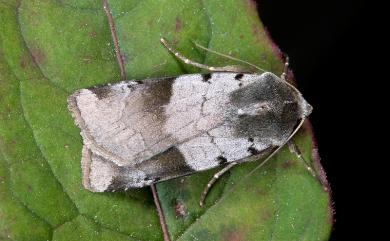 Diarsia nigrafasciata Chang, 1991 黑帶歹夜蛾