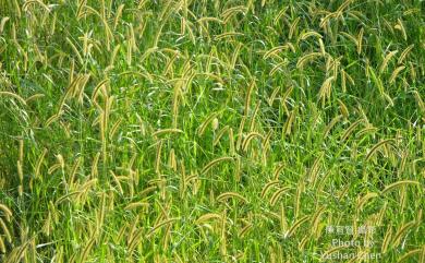 Setaria faberi 法氏狗尾草