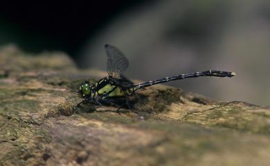 Sinogomphus formosanus Asahina, 1951 鉸剪春蜓