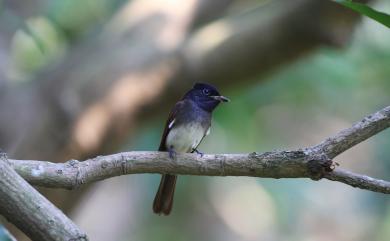 Terpsiphone atrocaudata (Eyton, 1839) 紫綬帶