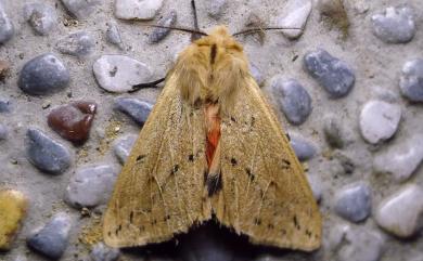 Spilosoma fumida Wileman, 1910