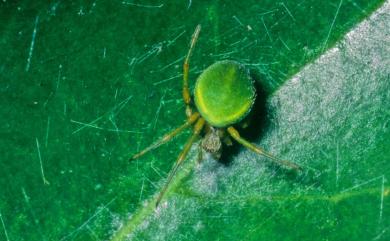 Neoscona scylloides (Bösenberg & Strand, 1906) 黃邊綠姬鬼蛛
