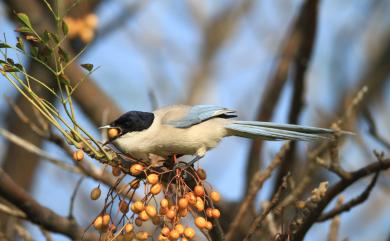 Cyanopica cyanus (Pallas, 1776) 灰喜鵲