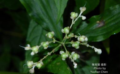 Pollia japonica 杜若