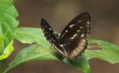 Athyma selenophora laela (Fruhstorfer, 1908) 異紋帶蛺蝶