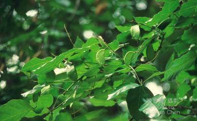 Pongamia pinnata (L.) Pierre 水黃皮