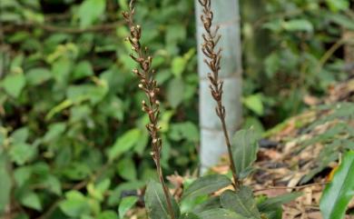 Rhomboda yakusimensis (Masam.) Ormerod 白肋角唇蘭