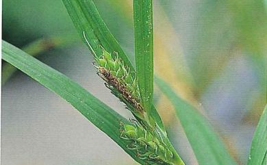 Carex ligulata var. glabriutriculata Q.S.Wang 舌葉薹