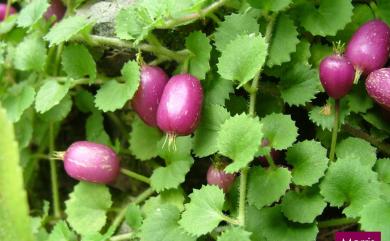 Lobelia nummularia 普剌特草