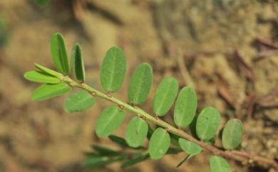 Phyllanthus ussuriensis 密甘草