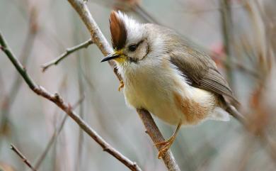 Yuhina brunneiceps Ogilvie-Grant, 1906 冠羽畫眉