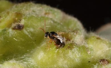 Andricus formosanus Tang & Melika, 2009