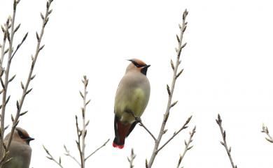 Bombycilla japonica (Siebold, 1824) 朱連雀