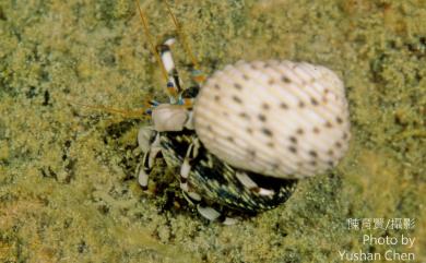 Calcinus seurati Forest, 1951 塞氏硬殼寄居蟹