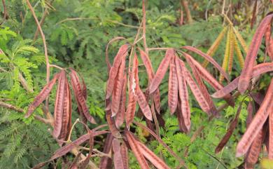 Leucaena leucocephala 銀合歡