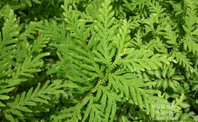 Selaginella delicatula 全緣卷柏