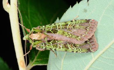 Anaplectoides fuscivirens Sugi, 1995 綠叉組夜蛾