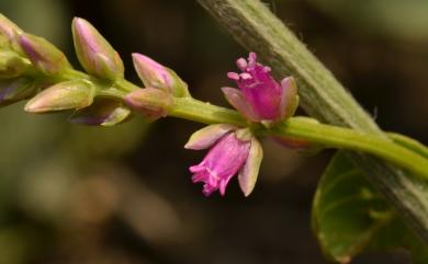 Digera muricata (L.) Mart. 瘤果莧