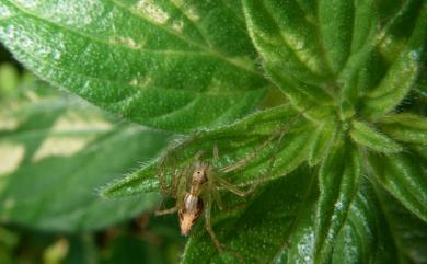 Oxyopes sertatus L. Koch, 1878 斜紋貓蛛